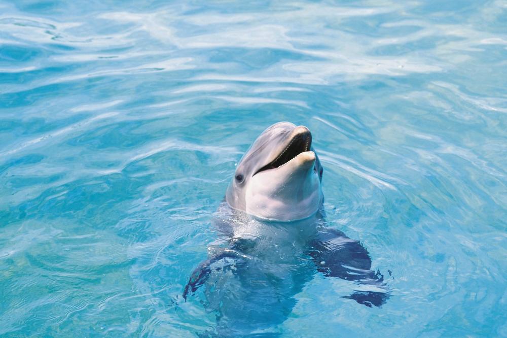 KLIN SE KLINOM IZBAVLJA: Meksikanci angažuju američke vojne delfine za spasavanje ugrožene vrste