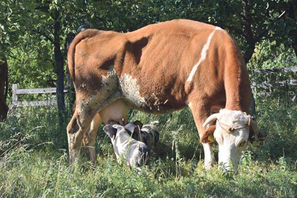 ČUDO PRIRODE U OSEČINI: Evo kako izgleda kad prasići sisaju kravu!