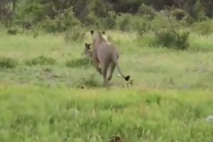 (VIDEO) PLEN BEŽI PRED RAZJARENIM PREDATOROM: Lav sustiže žrtvu, a onda sledi šok!