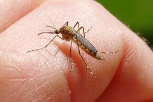 STRAŠNA GROZNICA POHARALA JE OVU ZEMLJU: Od bolesti koju prenose komarci umrlo 225 ljudi, a vakcina ne postoji!