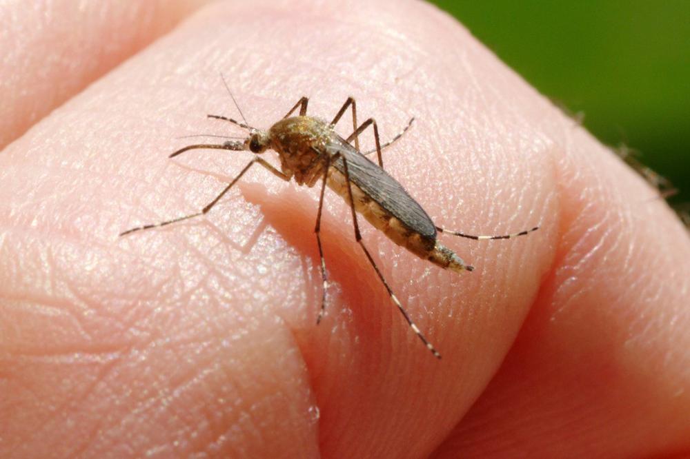 GROZNICA ZAPADNOG NILA ŠIRI SE PO SRBIJI: Zaraženi komarci u Somboru, Subotici i Pančevu