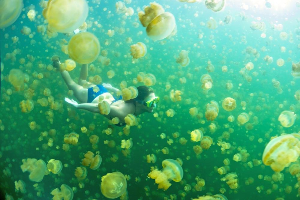 meduze, meduza, more, plivanje