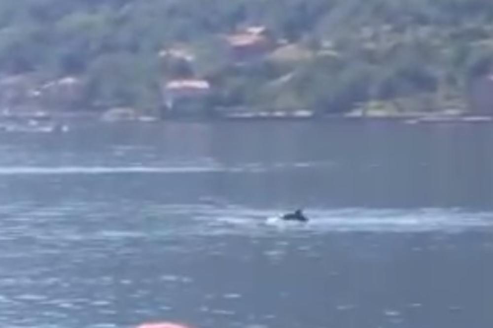 (VIDEO) NEOBIČNI POSETIOCI U BOKI KOTORSKOJ: Par delfina iznenadio žitelje zaliva