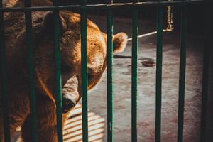 (FOTO) ŠAPE U VIS! Nestašni medved provalio u američki zatvor i završio iza rešetaka