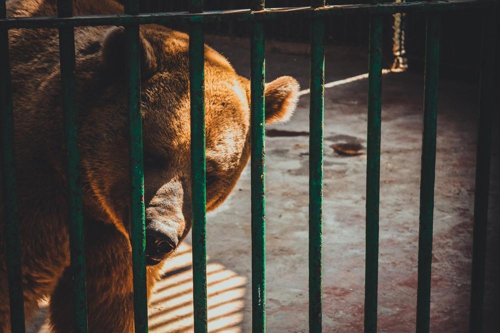 (FOTO) ŠAPE U VIS! Nestašni medved provalio u američki zatvor i završio iza rešetaka