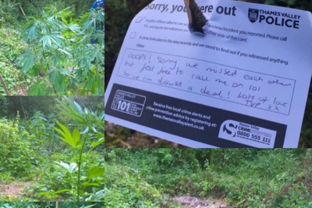 POLICIJA S LEPIM MANIRIMA: Uništili polje marihuane i ostavili vlasniku romantičnu poruku