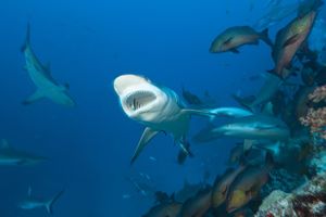 CRNOGORCI UMIRUJU JAVNOST: Naši morski psi su bezopasni