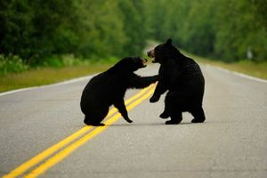 TUGA U SLOVENIJI: Pronađena tri mrtva medvedića na auto-putu
