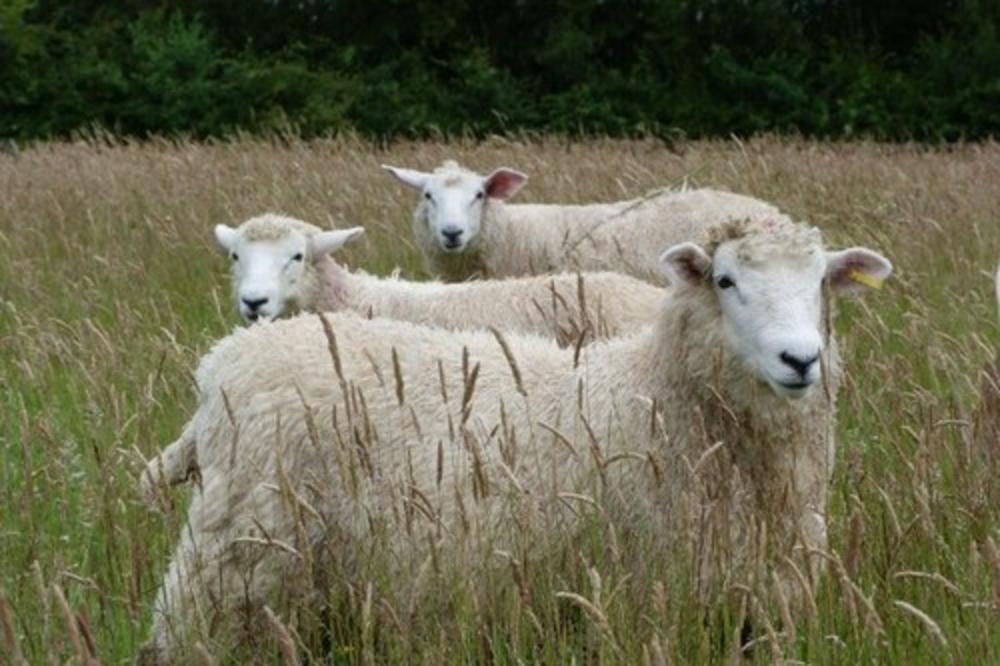 BIZARNA PORUKA AUSTRIJSKIH VLASTI: Seljaci da ne prodaju ovce muslimanima