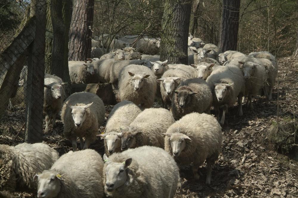 NEOBJAŠNJIVA POJAVA ŠOKIRALA SVET: Ovce izvršile masovno samoubistvo, pastir bio bespomoćan!