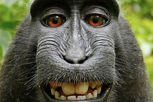 (VIDEO) NAJMUTNIJI SELFI NA SVETU: Majmun se uslikao tuđim fotoaparatom, sud određuje autorska prava