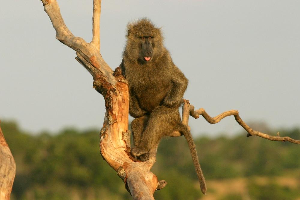 BIZARNA TRAGEDIJA U INDIJI: Majmun ukrao bebu iz kuće! Majka sve videla, ali nije mogla ništa da uradi!
