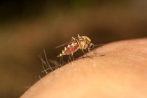 INSEKATA GLADNIH KRVI SVE VIŠE: Objava rata komarcima!