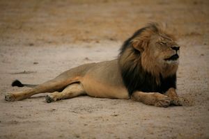 HRVAT STRADAO U REZERVATU U AFRICI: Pogodio ga metak dok je lovio lavove