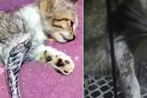 (FOTO) TATU MAJSTOR RAZBESNEO INTERNET: Obrijao svoju mačku da bi joj istetovirao nogu!
