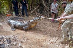 (UZNEMIRUJUĆE) KROKODIL ZGRABIO MLADIĆA: Vratio telo tek kada je vrač bacio magiju na njega!