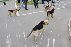 HOROR U BANJALUCI: Pobesneli psi izujedali građane