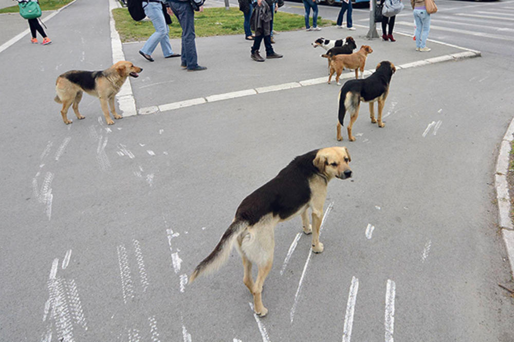 HOROR U BANJALUCI: Pobesneli psi izujedali građane