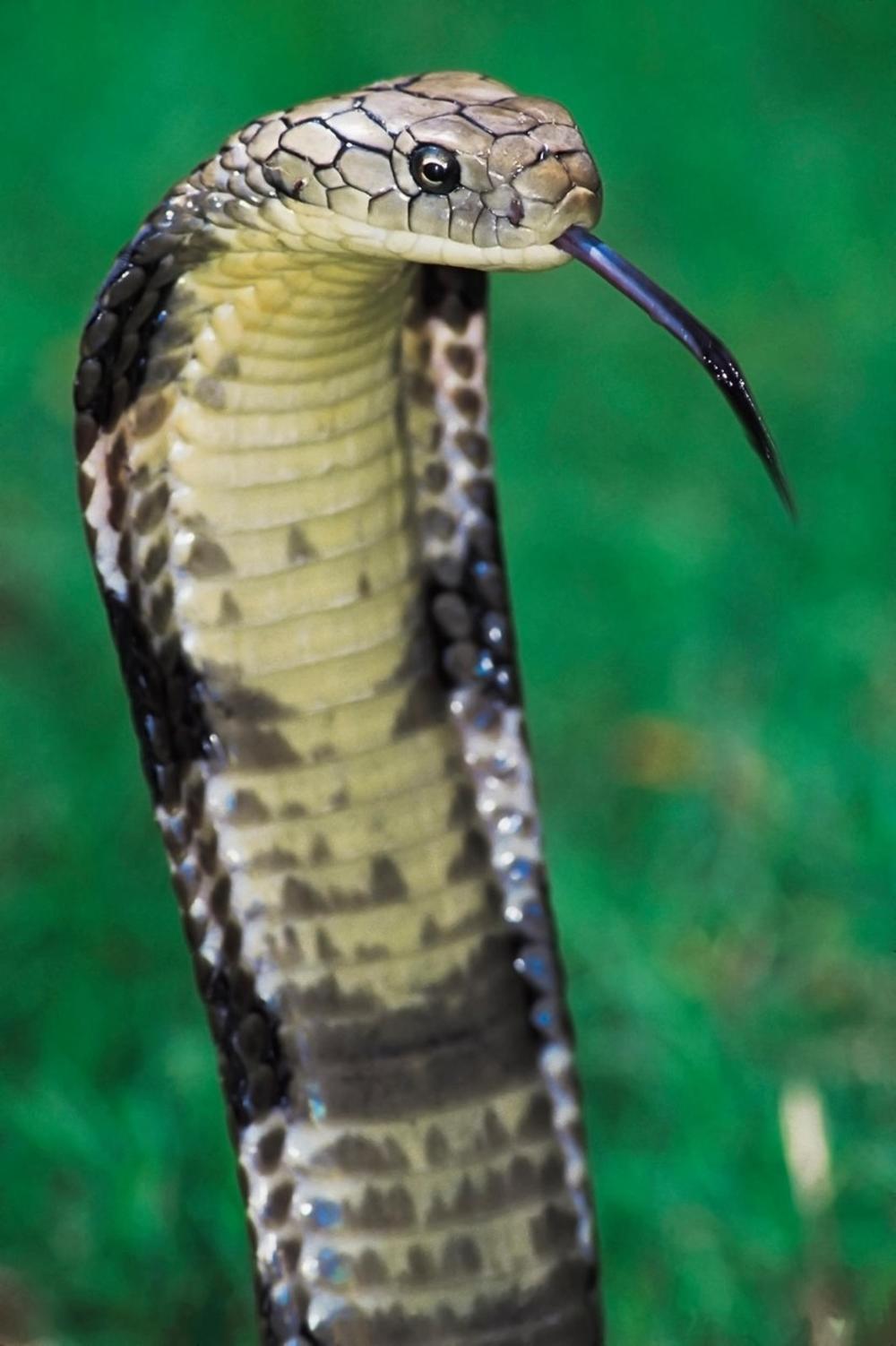 kraljevska kobra, kobra, zmija