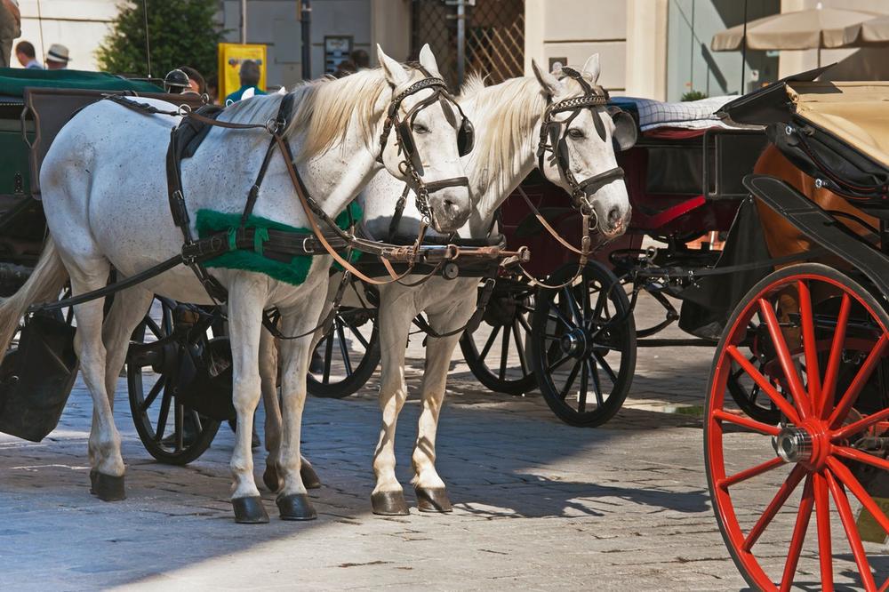 FIJAKERI SKLONJENI S BEČKIH ULICA: Vrućina oterala konjske zaprege iz glavnog grada Austrije
