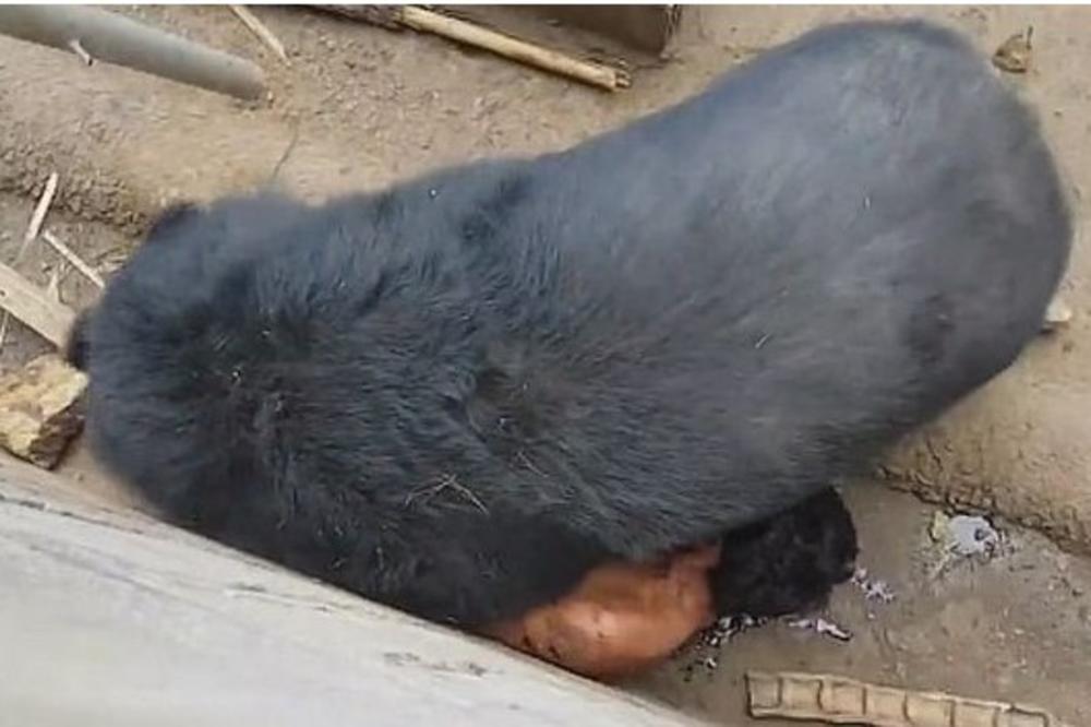 (UZNEMIRUJUĆI VIDEO) NIŠTA JEZIVIJE NISTE VIDELI: Medved zgrabio turistu i odvukao u jazbinu, prijatelji ga čupali iz čeljusti zveri!