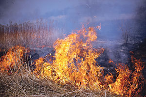 POŽARI KOD BORA PRETE KATASTROFOM: Vatra kod sela Oštrelj se približava skladištu sa 100 TONA MUNICIJE!