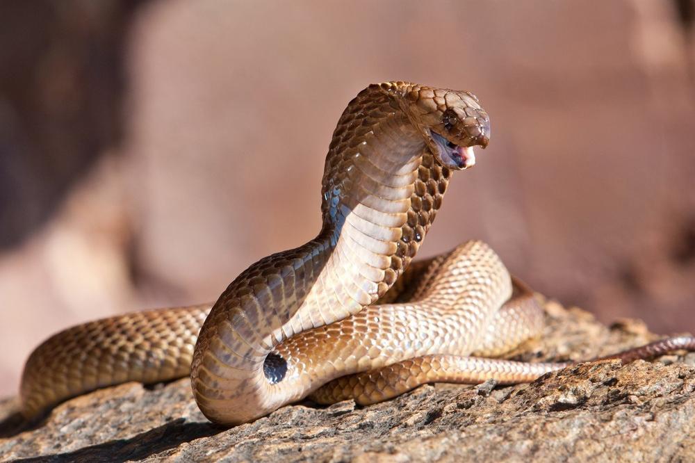 ZMIJA OTROVNICA POBEGLA IZ ZOO VRTA U ŠVEDSKOJ, PA SE VRATILA: Došla nazad posle NEDELJU DANA! Zbog ovoga je prozvali KOBRA HUDINI