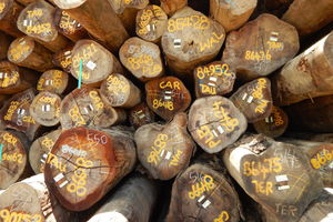 NEKI TEK NA LETOVANJE, NEKI VEĆ PO OGREV: Drva skuplja za 20 odsto, kubik i do 6.500 dinara