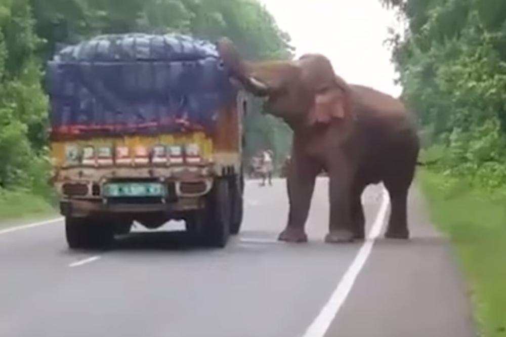 (VIDEO) GLADNA ŽIVOTINJA IZVALA PANIKU: Slon zaustavio kamion nasred puta!