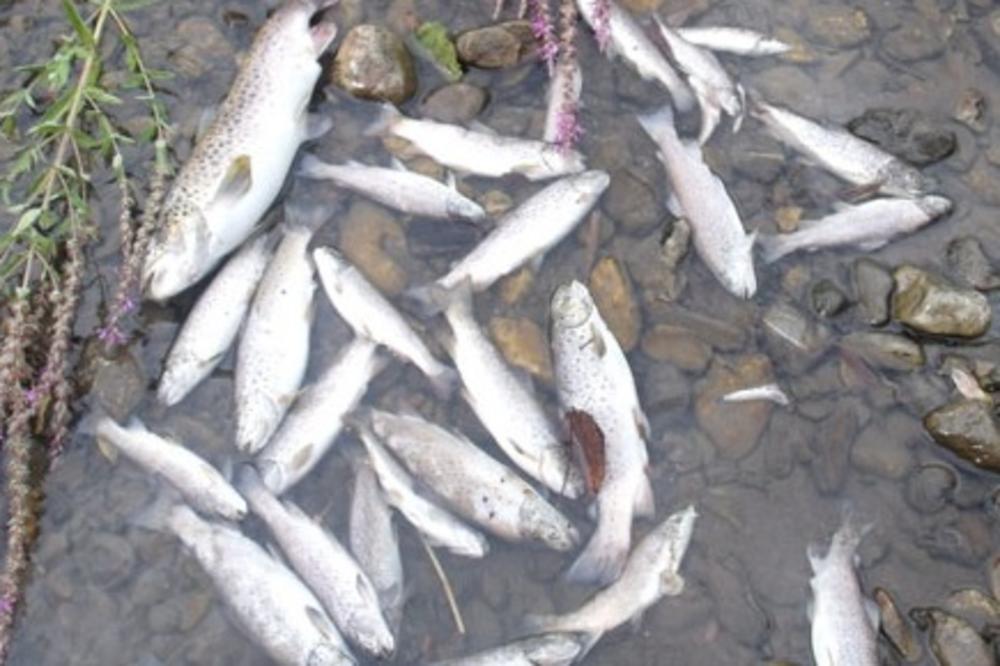 STRAŠNI PRIZORI KOD VELESA: Veliki pomor ribe zbog fabrike kreča