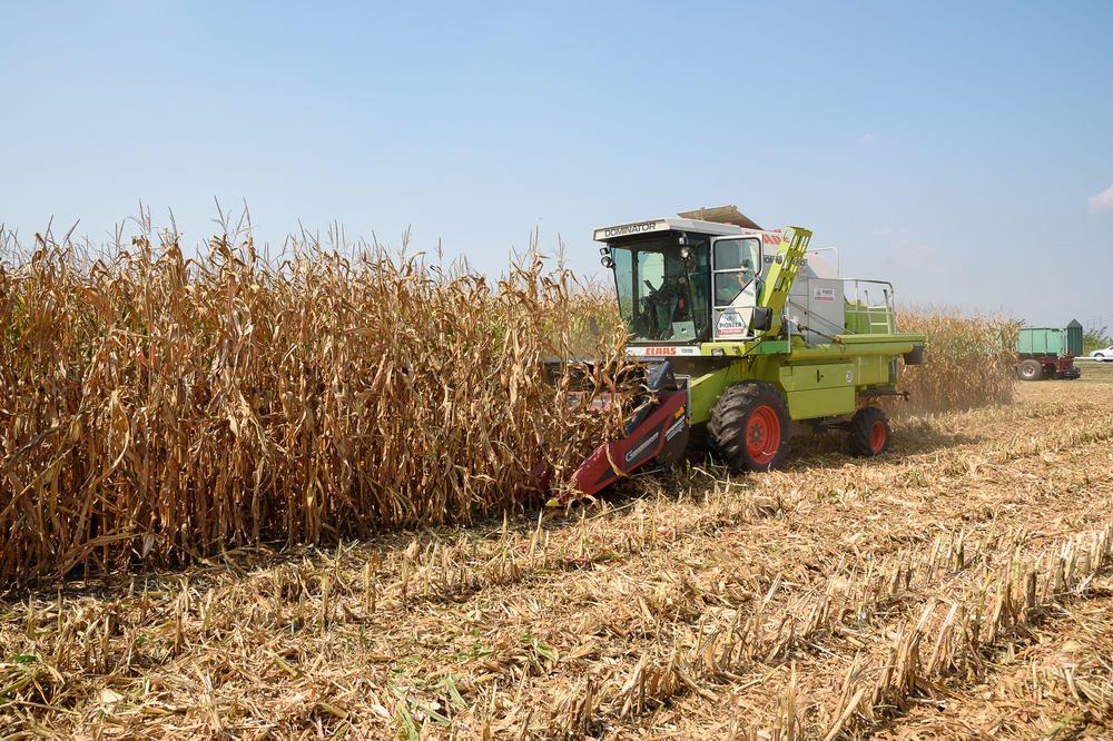 Srbija kao najveći izvoznik kukuruza