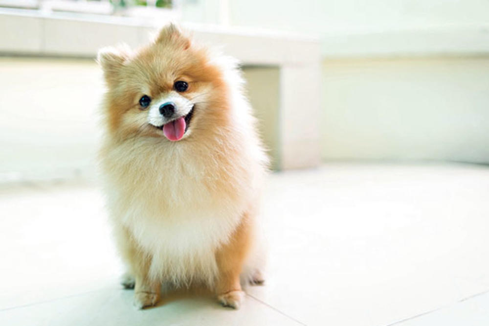 TEST OD PET SEKUNDI: Otkrijte da li je prevruće da pas ide u šetnju