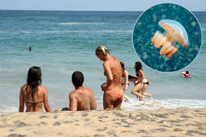 KUPAČI, OPREZ! Povećan broj meduza u Bokokotorskom zalivu