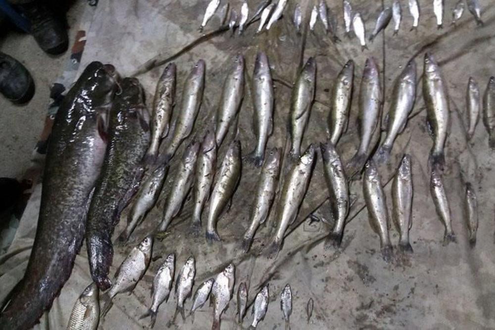 UŽAS KOD VRANJA: Nastavljen pomor ribe u Južnoj Moravi