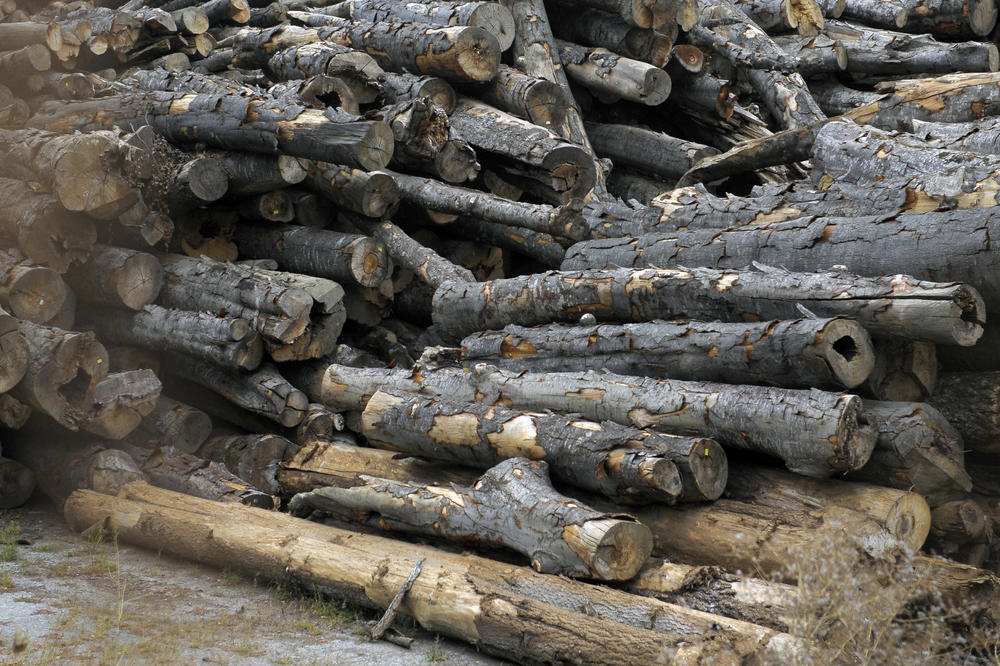 SAD JE KUBIK NAJPOVOLJNIJI: Piroćanci uveliko spremaju drva za zimu, evo kolike su CENE