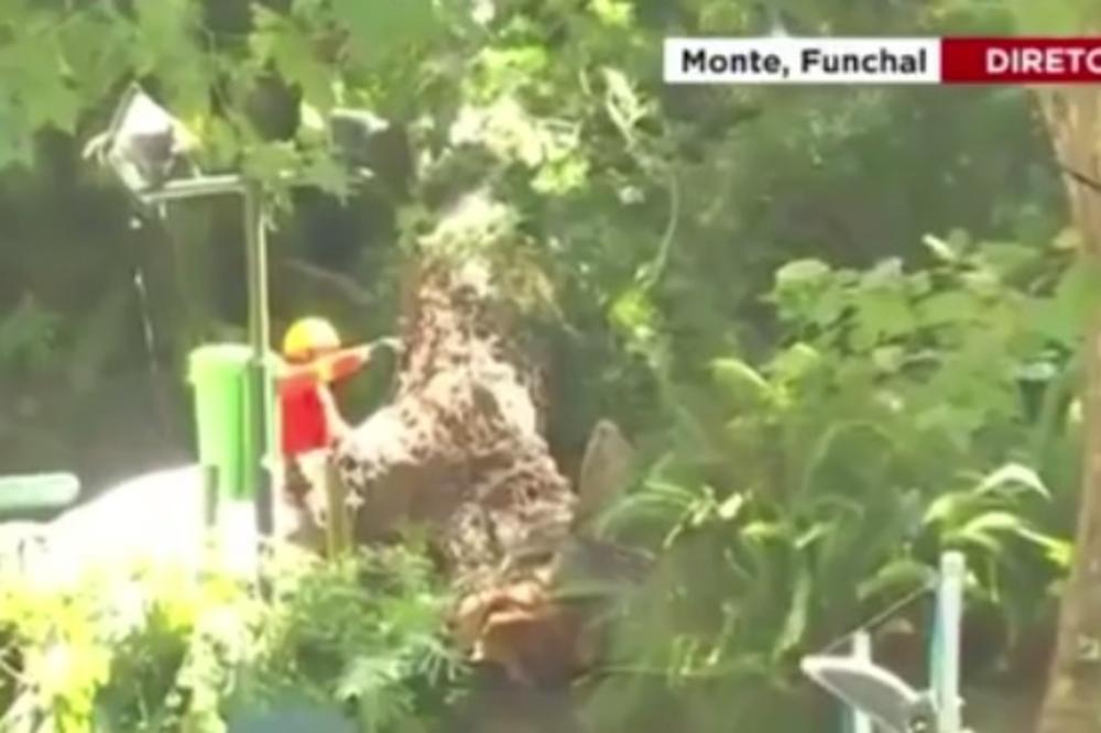 (VIDEO) HOROR NA VERSKOJ PROSLAVI: Drvo palo na hodočasnike, najmanje 11 mrtvih