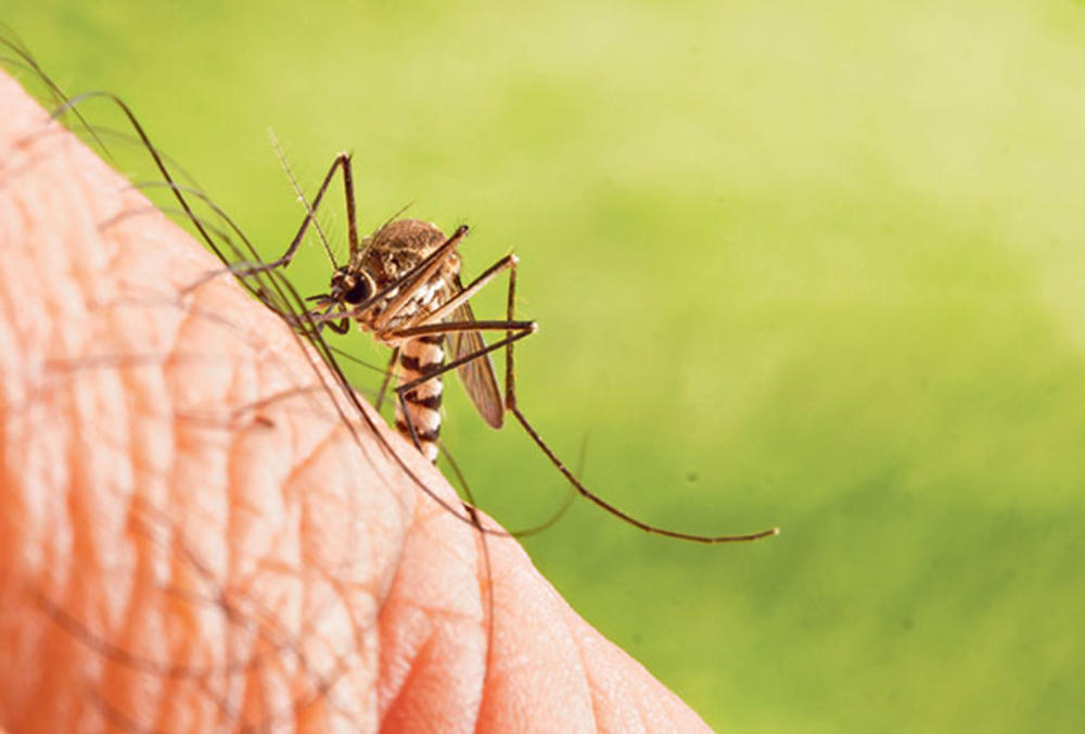 komarci, virus, zaraza, Zapadni Nil