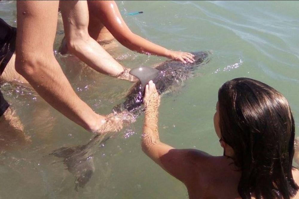 (FOTO) BRUTALNOST BEZ GRANICA: Turisti pronašli bebu delfina, pa uradili užasnu stvar sa njom!