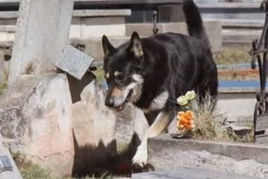 (VIDEO) PROBAJTE DA NE ZAPLAČETE: Ovaj pas već 10 godina ne napušta grob svog vlasnika, ali to nije najtužnije