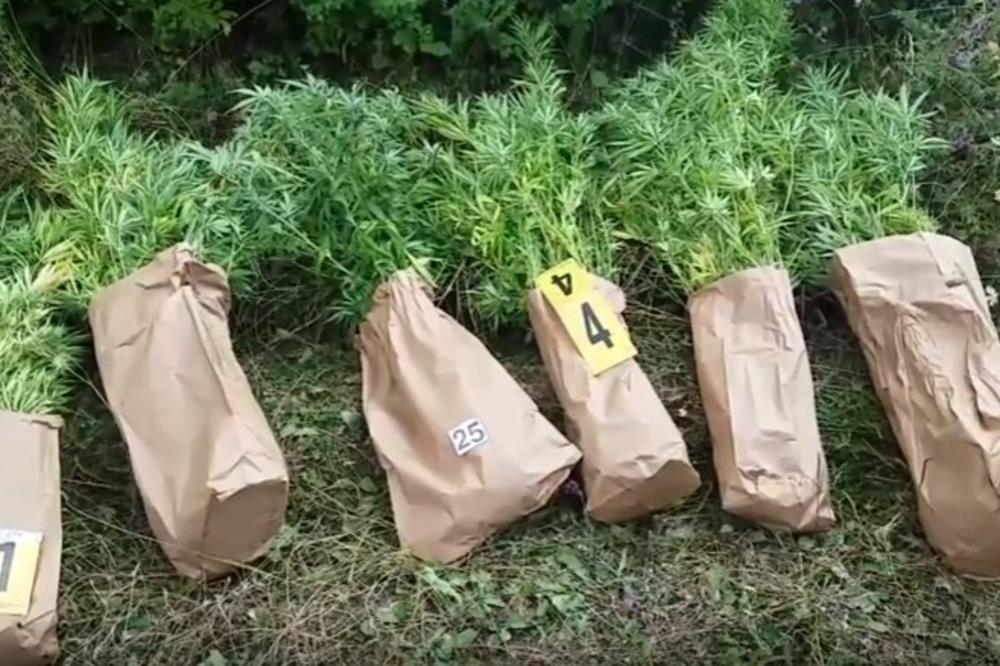 (VIDEO) VELIKO OTKRIĆE KOD ZENICE: Policija pronašla plantažu konoplje skrivenu duboko u šumi
