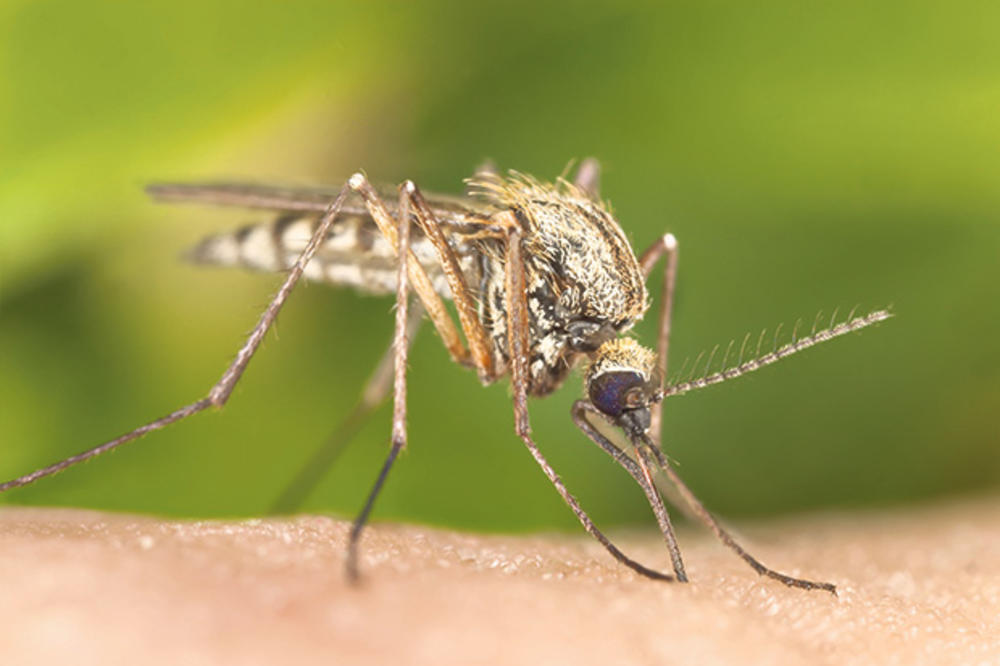 UDAR NA KRVOPIJE: Večeras zaprašivanje komaraca na Paliluli
