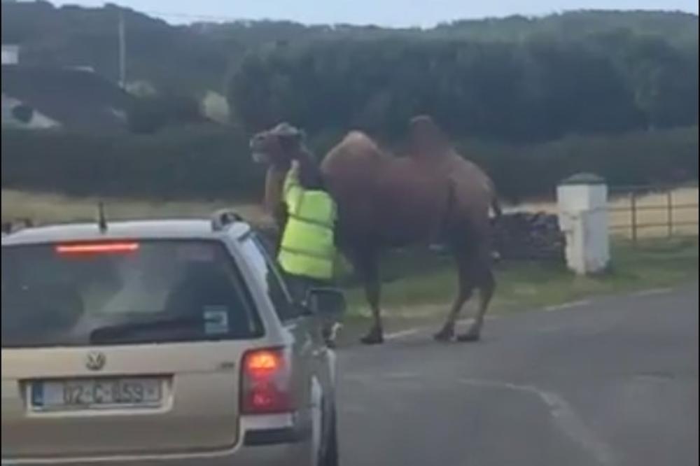 (VIDEO) OTKUD KAMILA OVDE? Životinja se pojavila gde joj mesto nije i blokirala put!