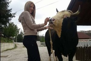 (FOTO) KRALJICA BOSANSKIH KORIDA: Ona uzgaja najbolje bikove za borbe i atrakcija je gde god se pojavi