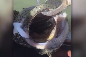 (VIDEO) HOROR NA PECANJU: U čeljustima ribe našli su jezivog predatora!