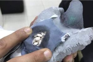 (VIDEO) UBIJEN NARKO-GOLUB U ARGENTINI: Policija ubila goluba pismonošu koji je dopremao drogu u zatvor!