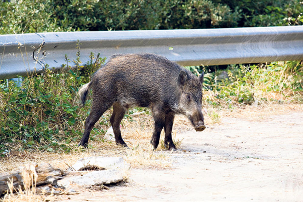 (FOTO) VOZAČI NALETELI NA KRDO: Tri automobila usmrtila 15 divljih svinja kod Sarajeva