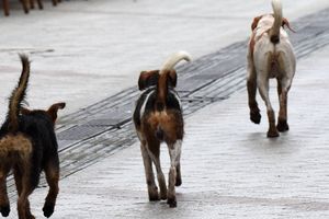 (UZNEMIRUJUĆE FOTOGRAFIJE) UŽAS U VELIKOM GRADIŠTU: Čopor pasa lutalica rastrgao koze