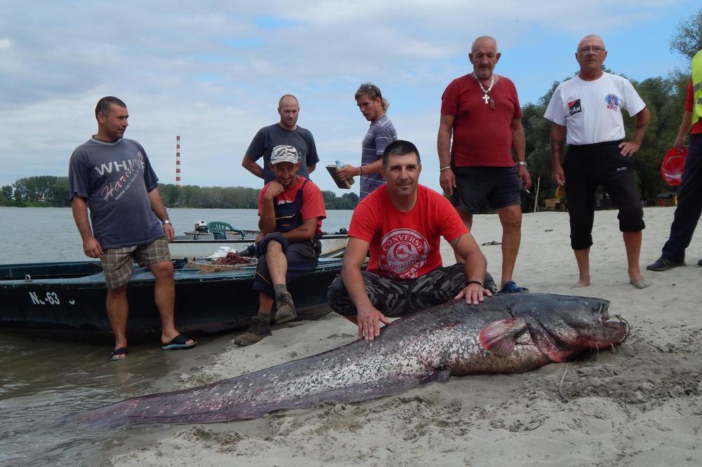 (FOTO) PREDRAG UHVATIO NEMAN U DUNAVU KOD NOVOG SADA: Ulovio soma od 105 kg i 2,5 metara!