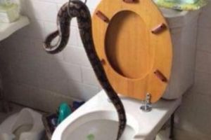 (FOTO) WC ŠOLJA JE BILA ZAPUŠENA NEKOLIKO DANA, A ONDA JE USLEDIO ŠOK: Dete pronašlo opasnu zmiju!