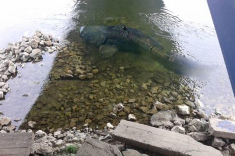 (FOTO) HOROR U SAVI: Rečni monstrum POJEO BULDOGA teškog 15kg!